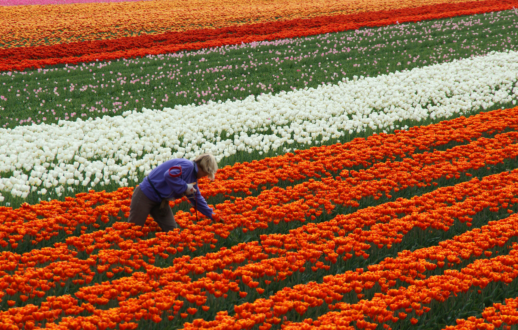 Tulpen-Anbau (2) Foto & Bild | deutschland, europe, nordrhein
