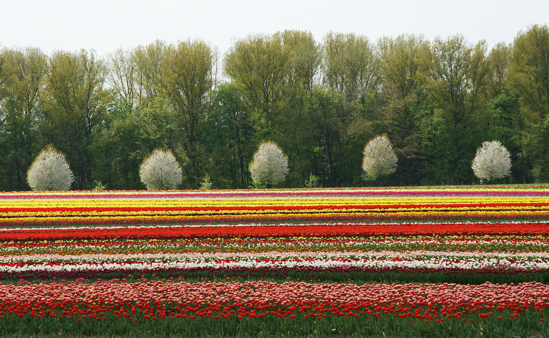Tulpen-Anbau (3) Foto & Bild | deutschland, europe, nordrhein