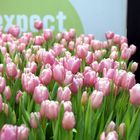 Tulpen anmalen?