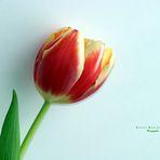 "Tulpen - Ansichten 2"
