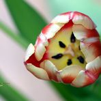 "Tulpen - Ansichten 3"