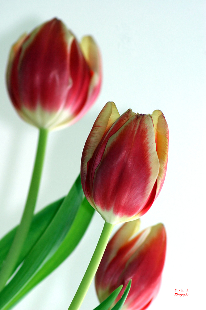 "Tulpen - Ansichten 4"