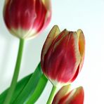 "Tulpen - Ansichten 4"