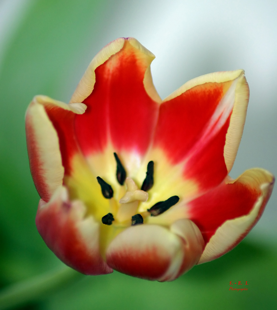 "Tulpen - Ansichten  7"