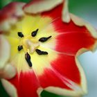 "Tulpen - Ansichten  8"