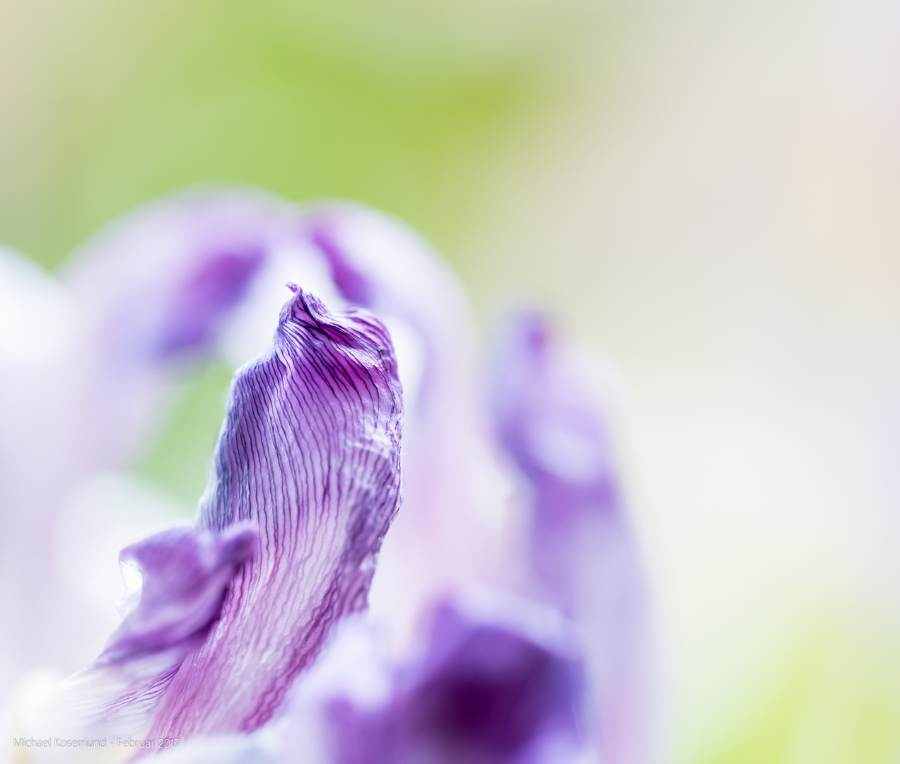 Tulpen-Aquarell