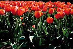 Tulpen-Armee