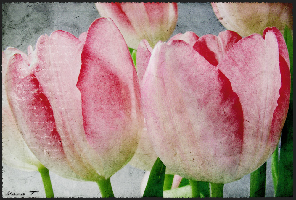 Tulpen Art