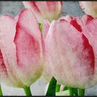 Tulpen Art