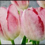 Tulpen Art