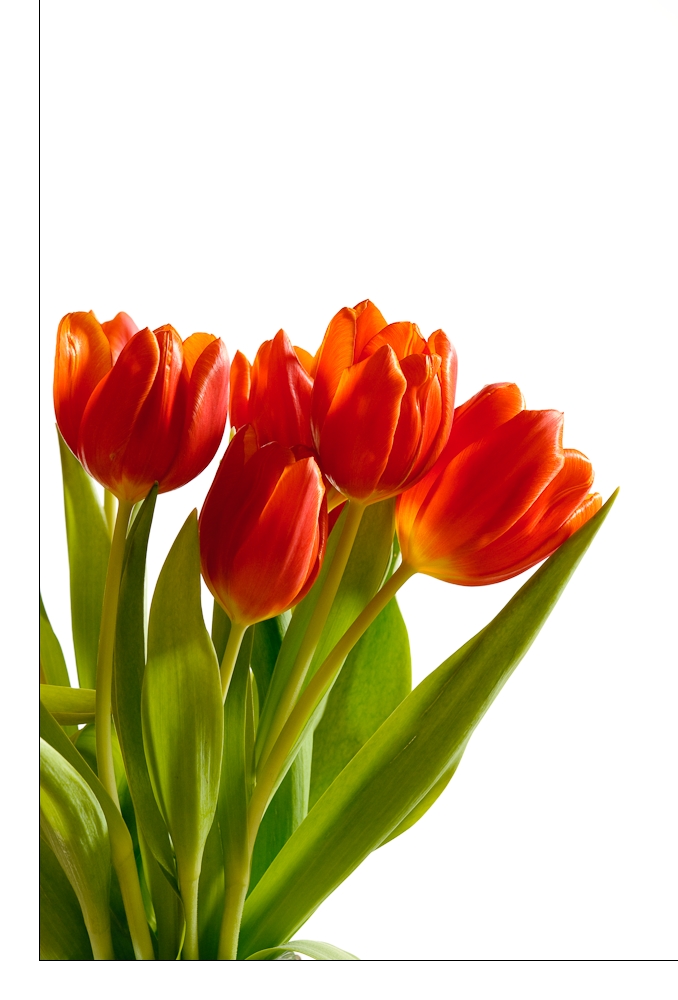 Tulpen asymetrisch