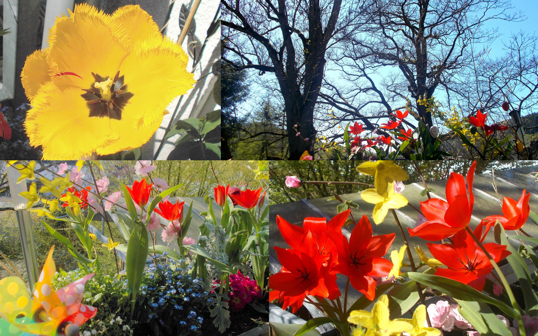 Tulpen auf dem Balkon.....