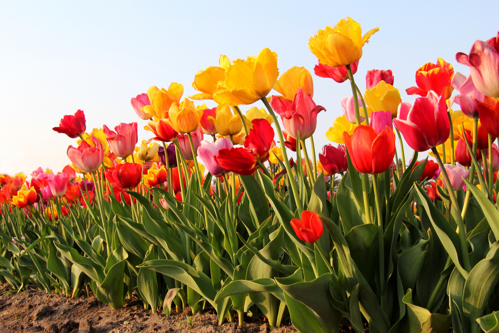 Tulpen auf dem Feld