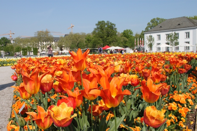 Tulpen auf der Buga in Koblenz