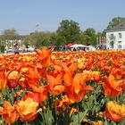 Tulpen auf der Buga in Koblenz