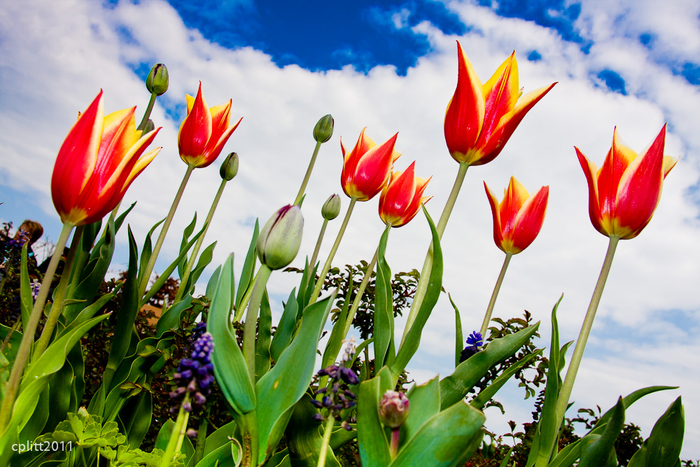 Tulpen auf der Bundesgartenschau