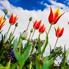 Tulpen auf der Bundesgartenschau