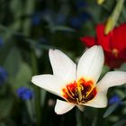 Tulpen auf der Insel Mainau