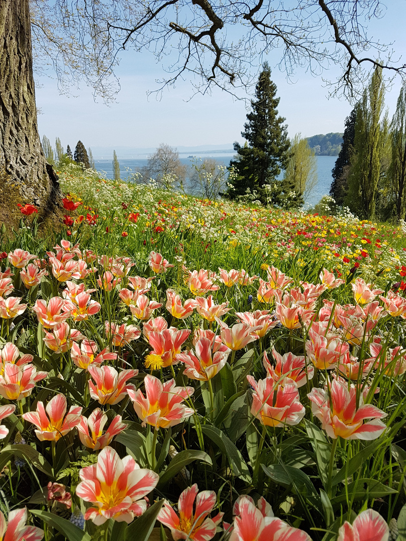 Tulpen auf der Insel Mainau April 2018