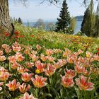 Tulpen auf der Insel Mainau April 2018