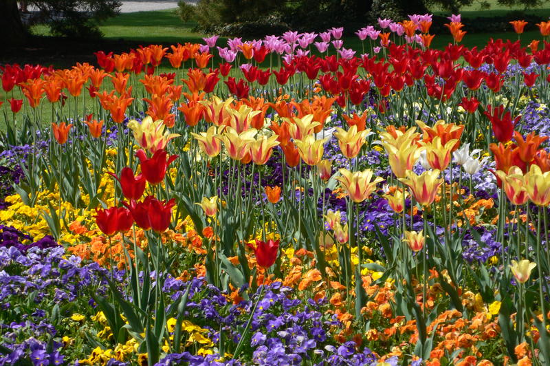 Tulpen auf der Insel Mainau