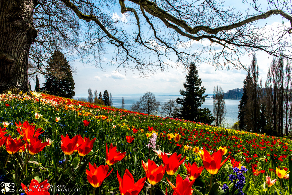 Tulpen auf der Mainau