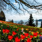 Tulpen auf der Mainau