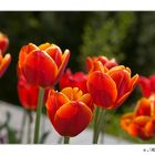 Tulpen auf der Mainau