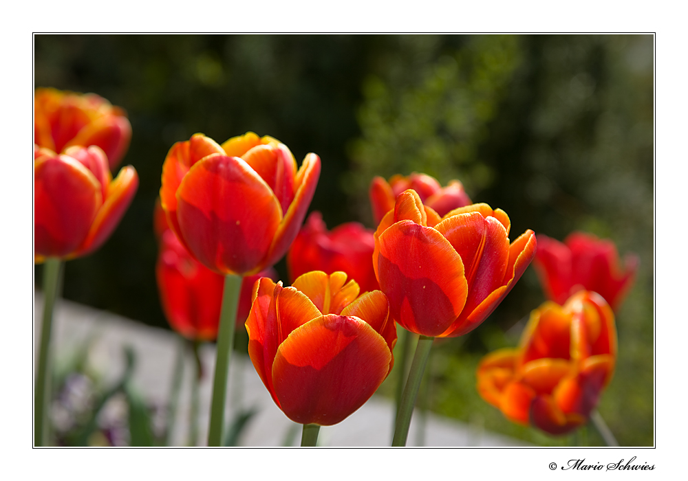 Tulpen auf der Mainau