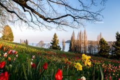 Tulpen auf der Mainau