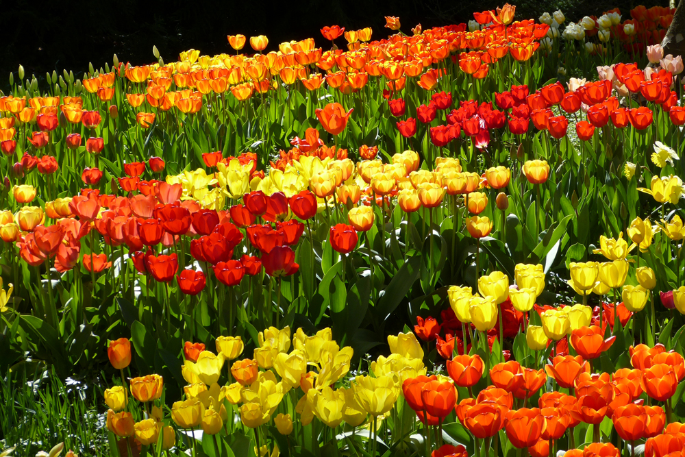 Tulpen auf der Mainau