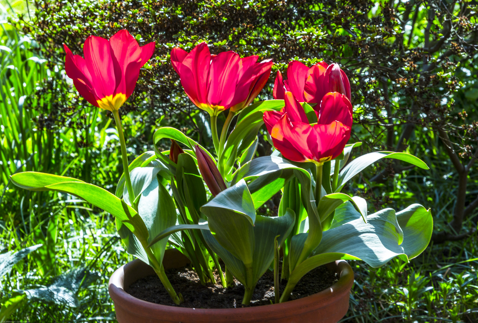 Tulpen auf der Terrasse