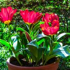 Tulpen auf der Terrasse