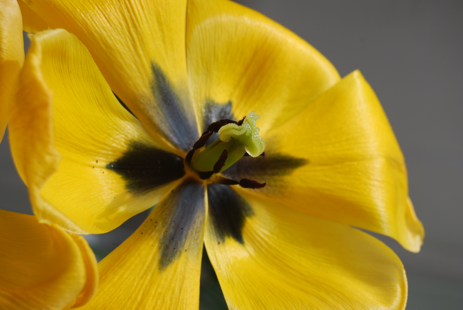 Tulpen auf meinem Tisch