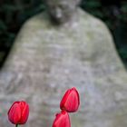 Tulpen auf Melaten