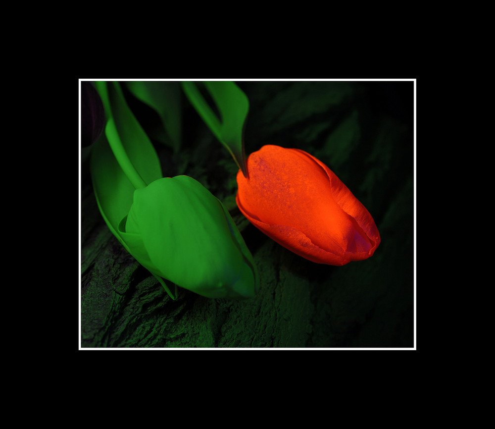 Tulpen auf Rinde_1