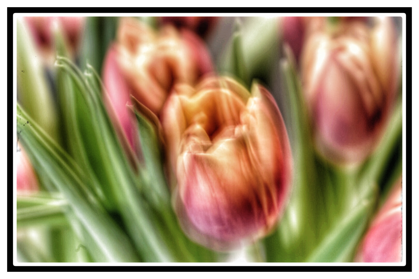 Tulpen auf Speed