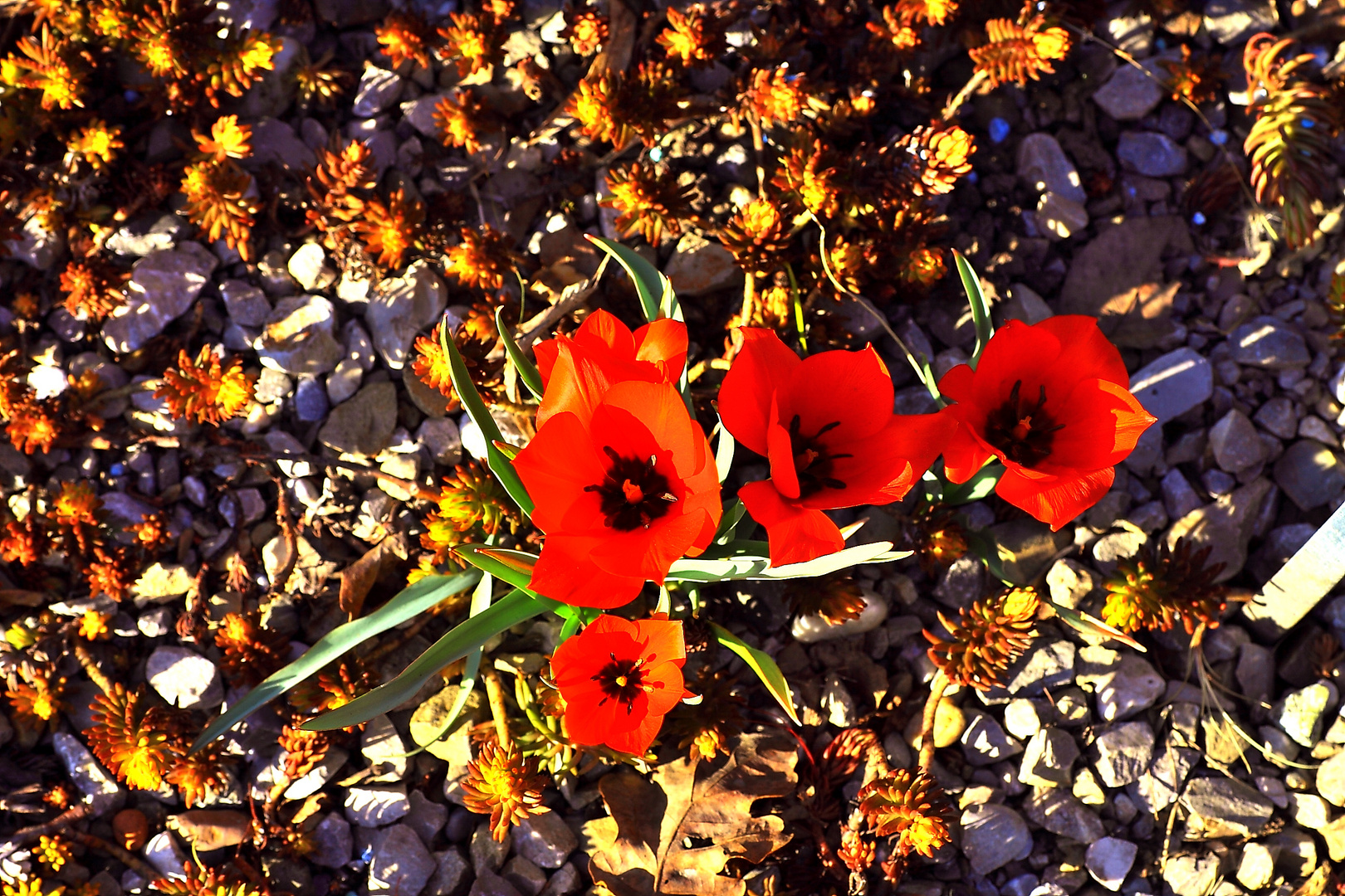 Tulpen auf Stein mit Fetthenne (Sedum) garniert.