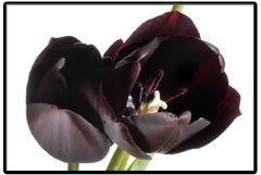 Tulpen auf weißem Hintergrund