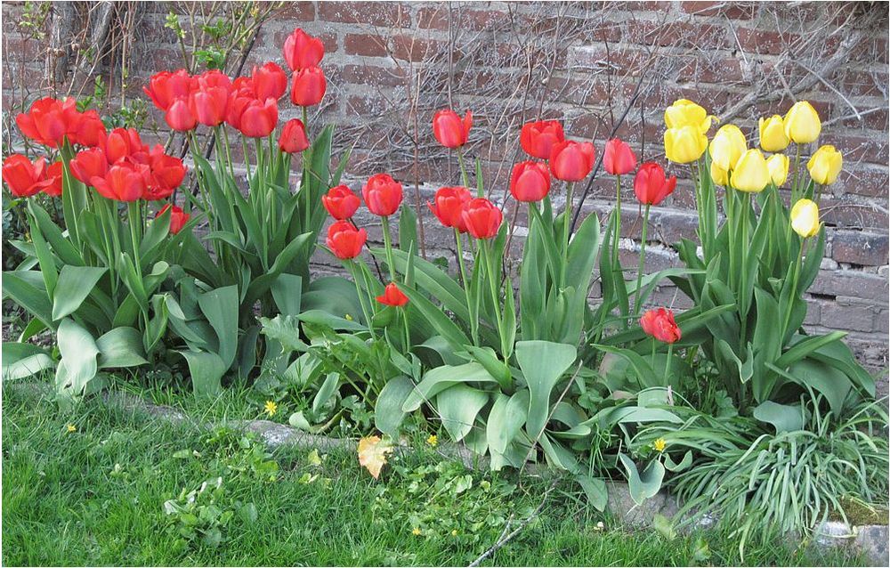 Tulpen aufgenommen im Voersgård Slot (DK)