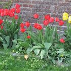 Tulpen aufgenommen im Voersgård Slot (DK)