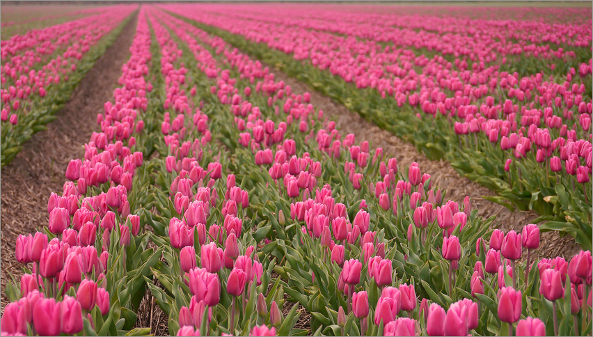 Tulpen - aufgereiht...