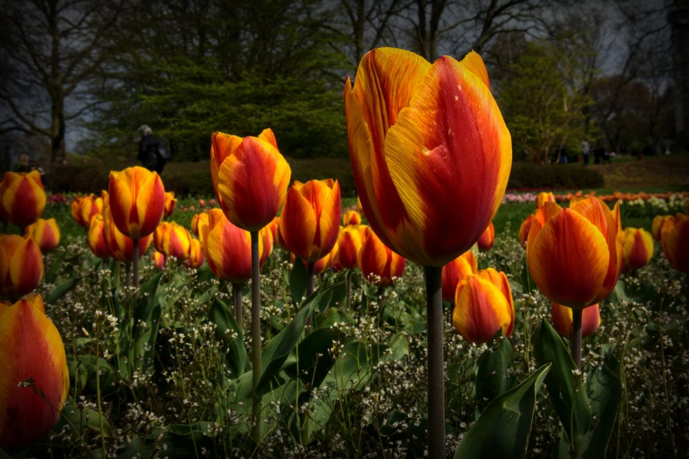 Tulpen aus .....