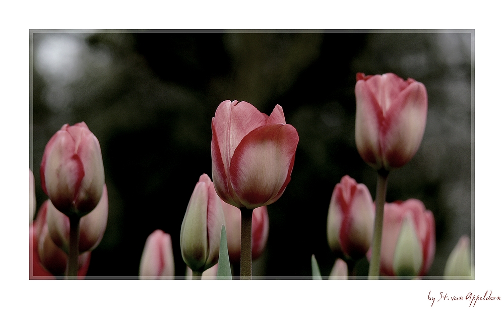 Tulpen aus....