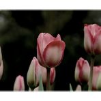 Tulpen aus....