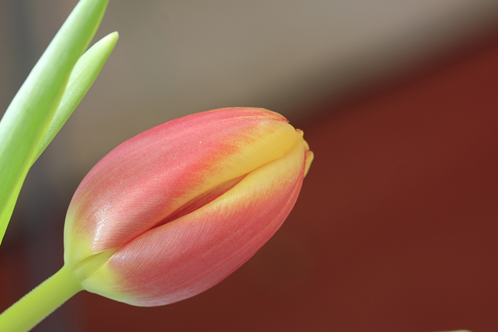 Tulpen aus.......