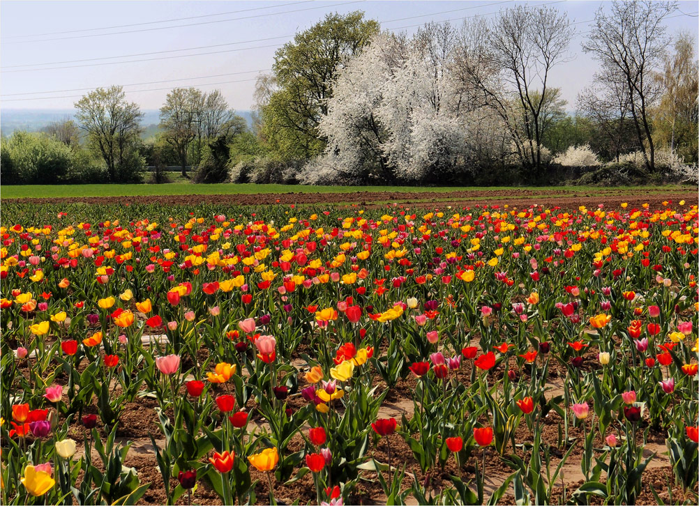 Tulpen aus