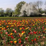 Tulpen aus