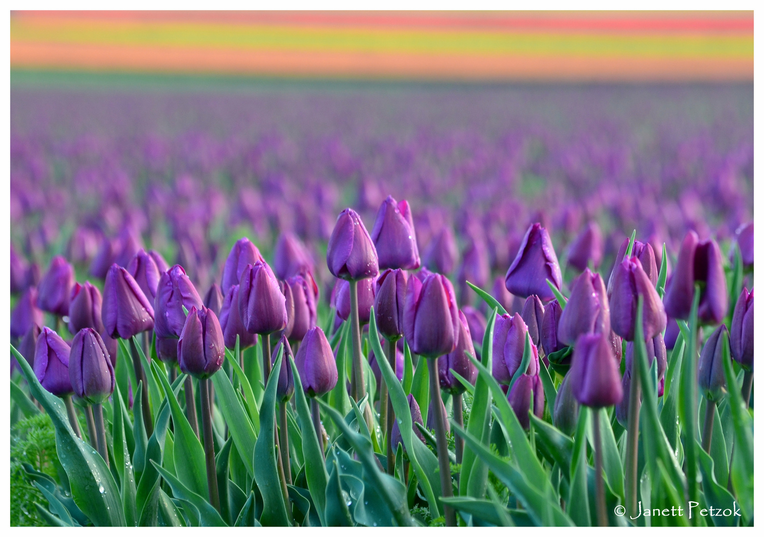 Tulpen aus ...