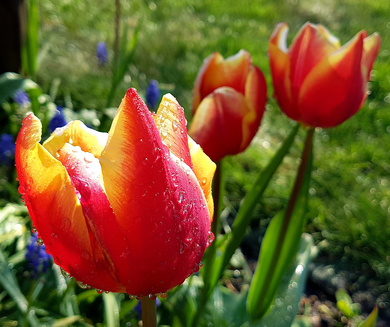 Tulpen aus...